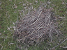 A pile of sticks