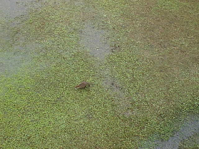 Click for the next image